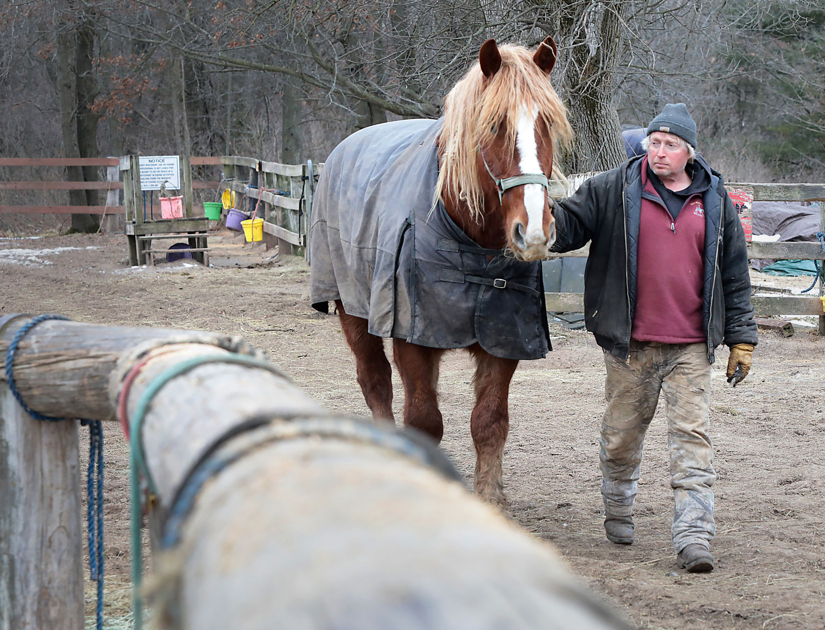 Horse Deaths